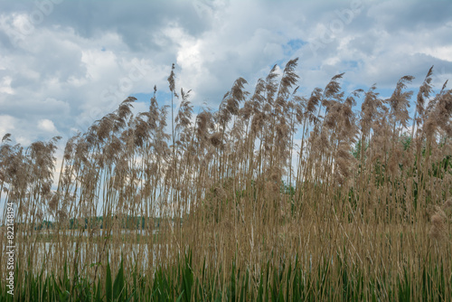 Thickets of dry reeds along the shore.