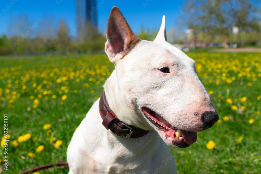 White Bull Terrier posing outdoors, Dog sitting in a green grass and dandelions in summer park, pet portrait close up White Bull Terrier posing outdoors, Dog sitting in a green grass and dandelions in summer park, pet portrait close up