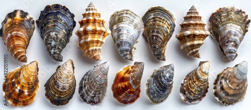 Open fresh shell raw molluscs delicious seafood shellfish collection, sea oysters fresh, isolated on white clean background.Fresh and Delicious Seafood Collection - Mouthwatering Oysters, Exquisite Sh