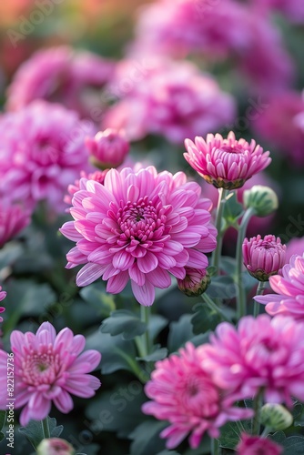 Closeup of vibrant purple chrysanthemums in full bloom  soft sunlight  detailed and lush