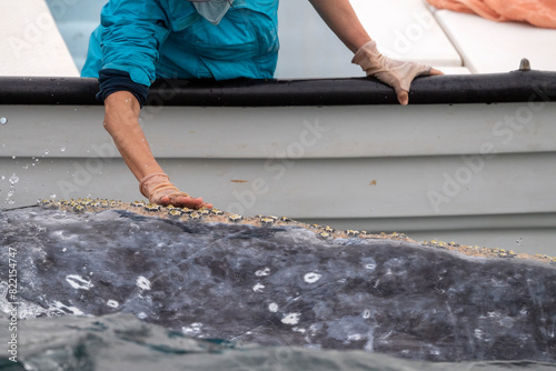 tourist hand while petting touching a grey whale in magdalena bay mexico baja california mexico close up to the boat