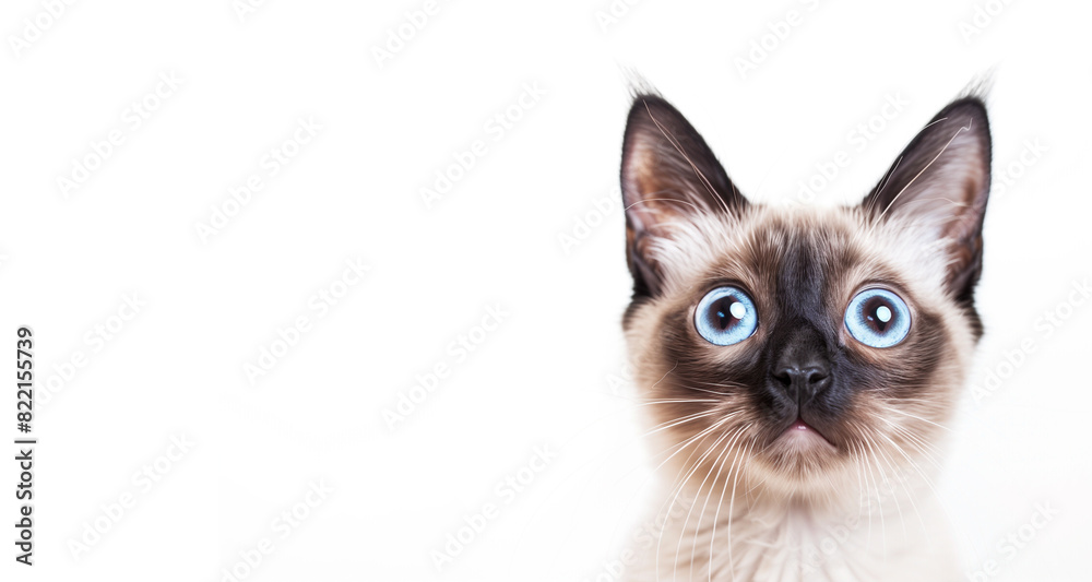 close up of a Siamese's cat shocked face. copy space