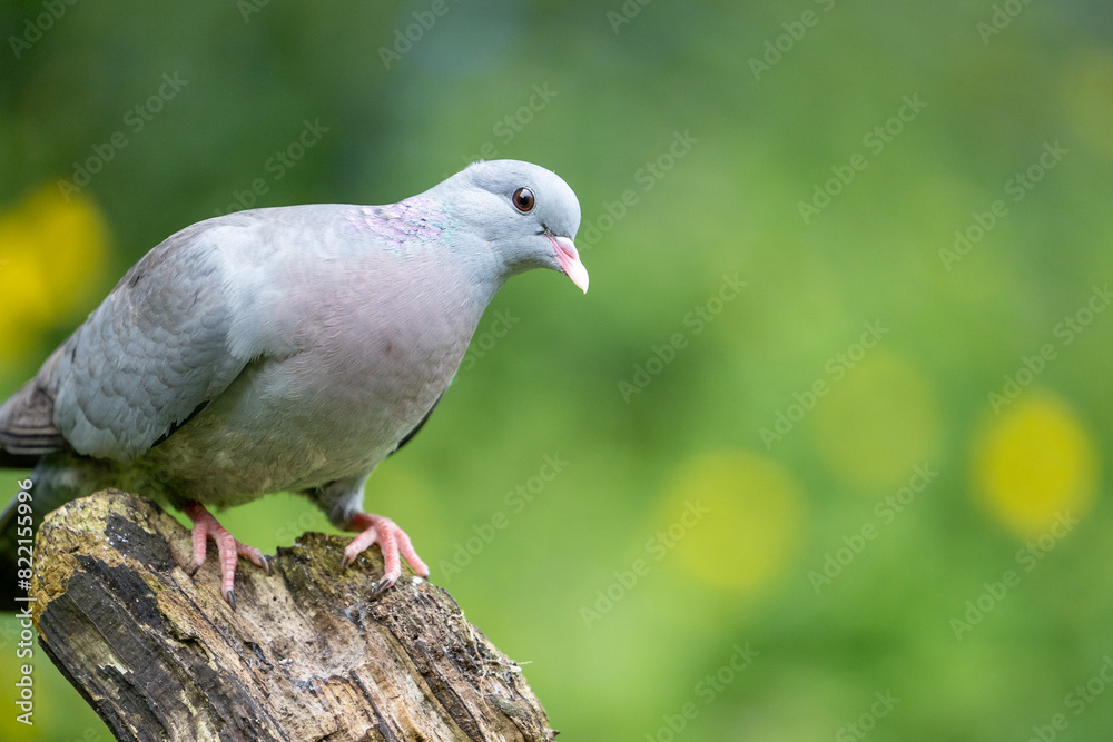 Stock dove (Columbas oenas) posed on a wooden logwith a dappled green and yellow background. Yorkshire, UK in May Stock dove (Columbas oenas) posed on a wooden logwith a dappled green and yellow background. Yorkshire, UK in May