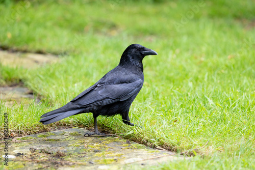 Carrion crow (Corvus corone) on a back garden lawn - Yorkshire, UK in May