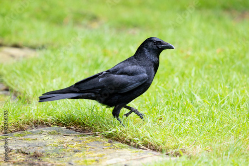 Cuadro en lienzo Carrion crow (Corvus corone) walking across grass, english garden lawn