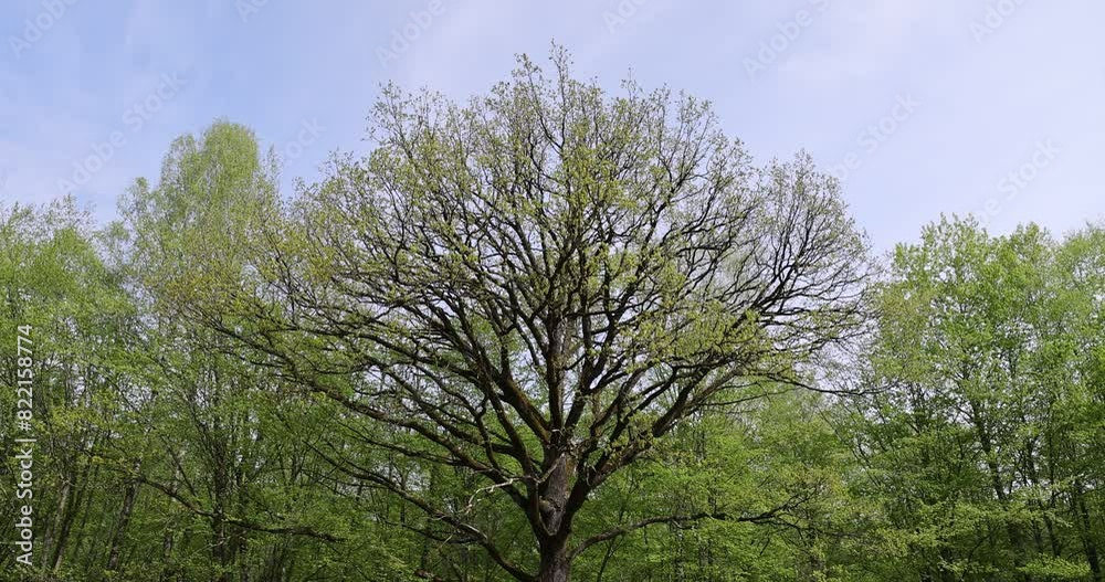 forest in spring in cloudy weather, mixed forest with different types of trees forest in spring in cloudy weather, mixed forest with different types of trees