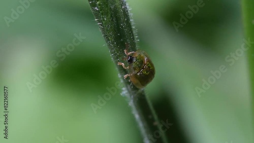 Charidotella egregia beetle on green leaf photo