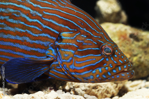 Bluelined hind or blueline rockcod (Cephalopholis formosa) 