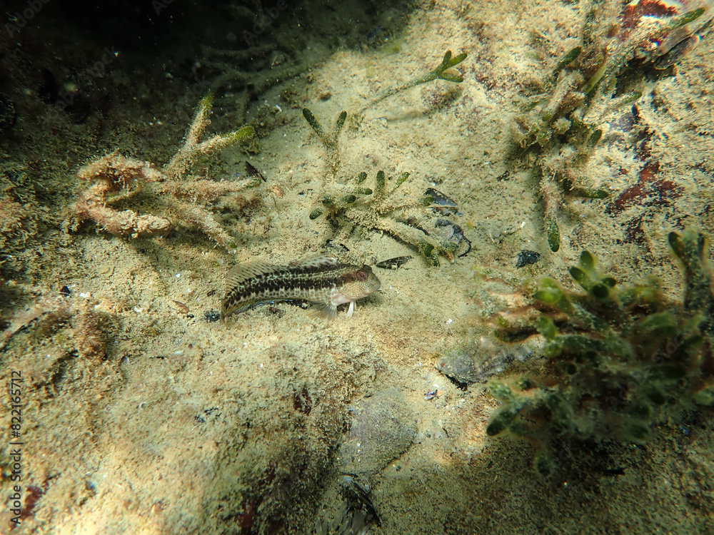Blenniidae blenny fish peeking out from its rocky hole underwater in the Mediterranean Sea, blenny of mediterranean sea. Montagu's blenny, blenny fish from Mediterranean sea, Macro blenniidae fishs. Blenniidae blenny fish peeking out from its rocky hole underwater in the Mediterranean Sea, blenny of mediterranean sea. Montagu's blenny, blenny fish from Mediterranean sea, Macro blenniidae fishs.