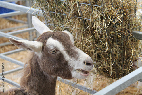 An Adult Farm Goat Eating Straw in a Metal Pen.
