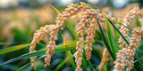 Ripe Rice Grains in a Green Field. Close-up of ripe rice grains hanging from plants in a lush green field, capturing the essence of a bountiful harvest.