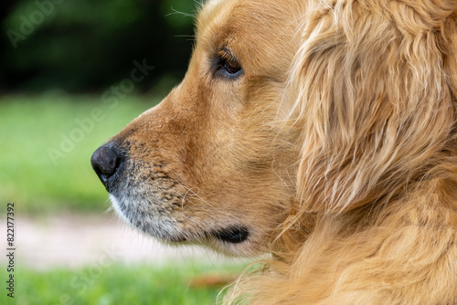 Portrait golden retriever dog on green grass on a summer day. Blurred background.copy space.  © scatto