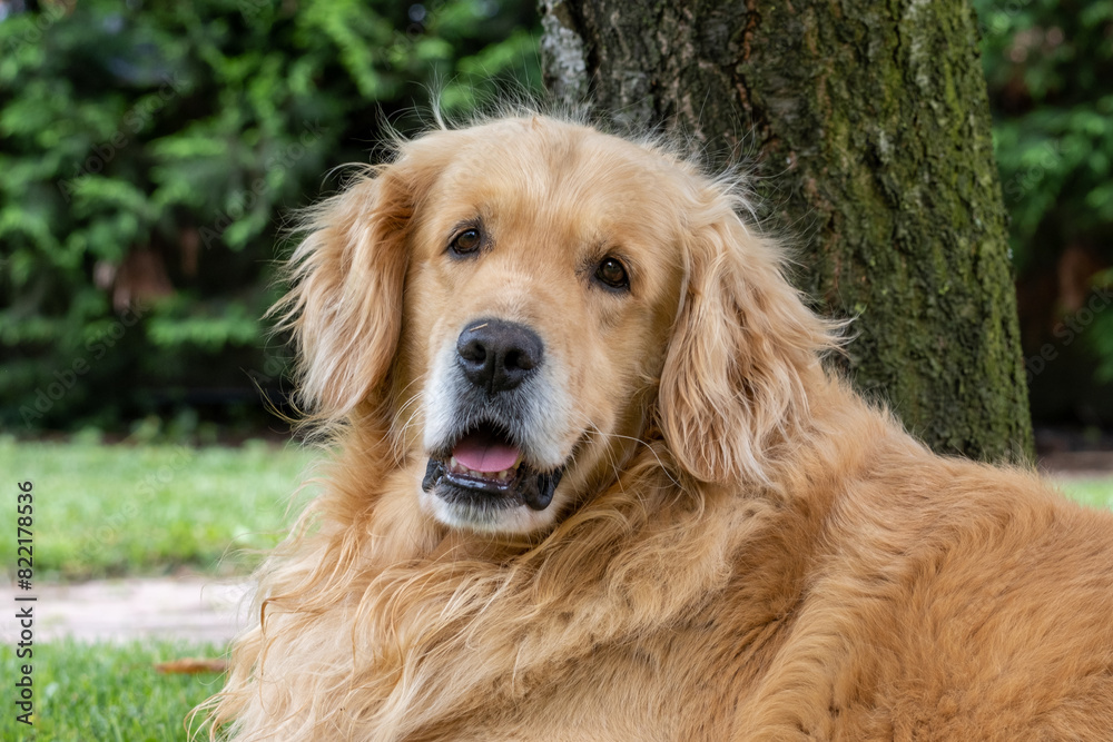 Portrait golden retriever dog on green grass on a summer day. Blurred background.copy space.
Portrait golden retriever dog on green grass on a summer day. Blurred background.copy space.