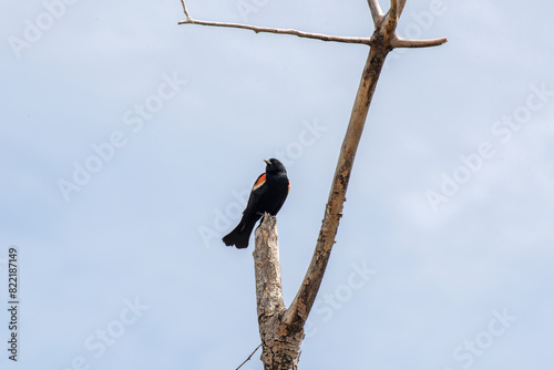 A Red-Winged Blackbird Perched On A Dead Tree Branch Against A Cloudy Sky