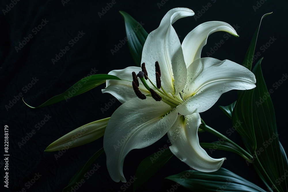 Close up of a lily flower the refined art of ikebana