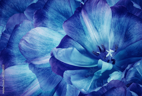 Tulips flowers  light blue..  Floral background.  Close-up. Nature. © nadezhda F