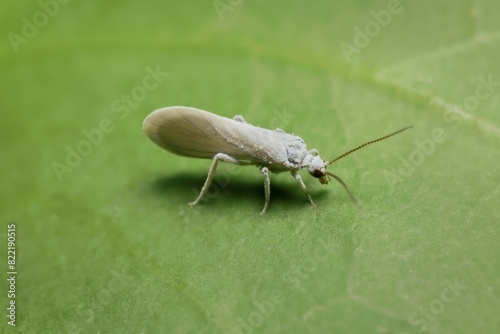 small white Coniopterygidae on a leaf