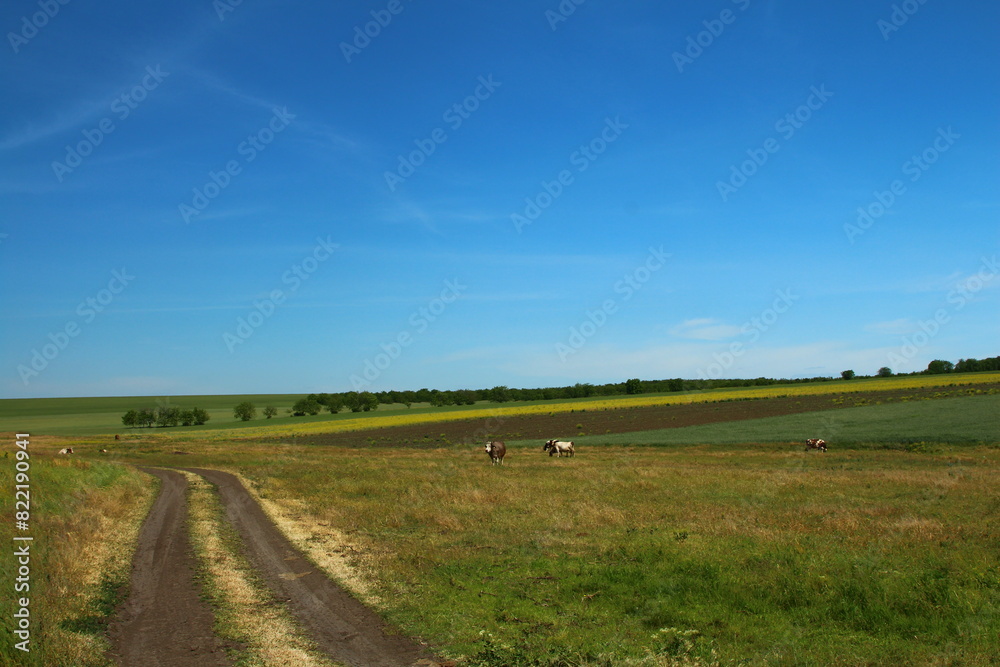 A dirt road with cows on it