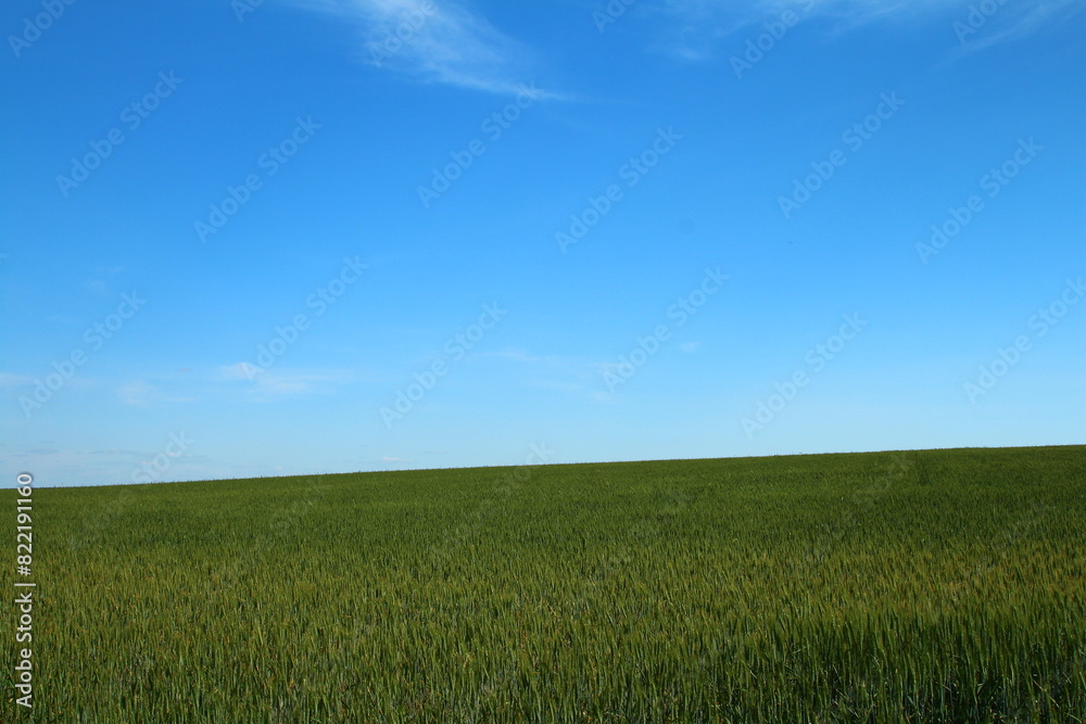 A field of grass A field of grass