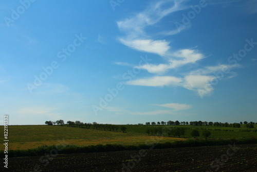 A field with grass and trees