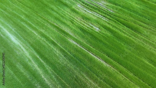 Aerial view from drone of agricultural cereal fields in Cigüenza in the municipality of Villarcayo in the Merindad of Castilla la Vieja. Las Merindades region. Burgos. Castile and Leon. Spain. Europe photo