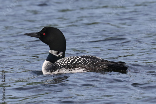 Loon flapping on lake in early spring