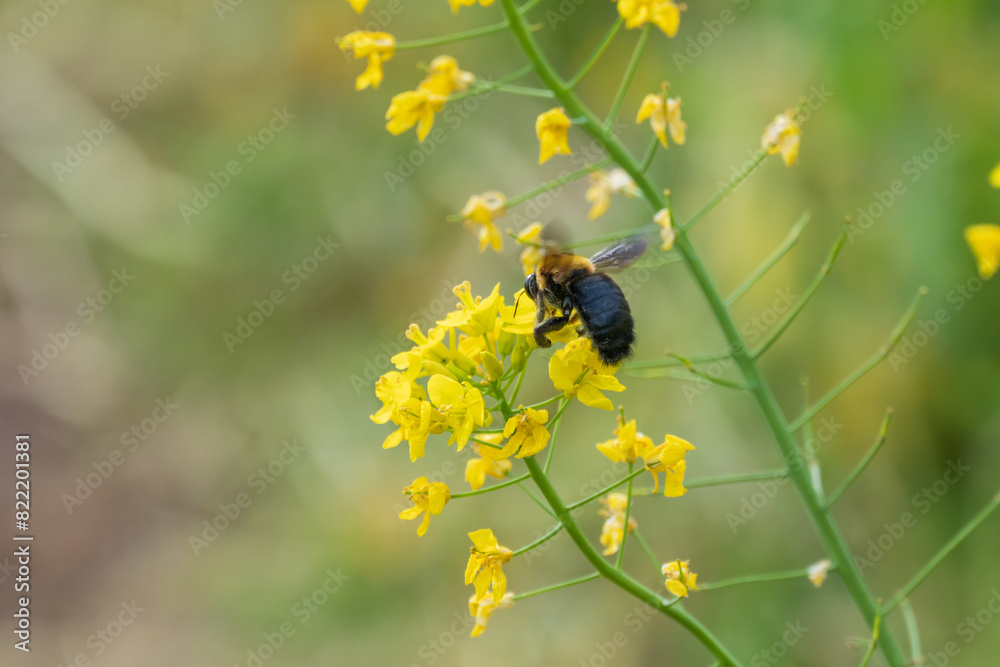 菜の花の蜜を吸うクマバチ 菜の花の蜜を吸うクマバチ