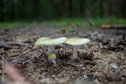 Group of deadly poisonous death cap mushrooms (amanita phalloides) at different stages of growth in their natural environment.