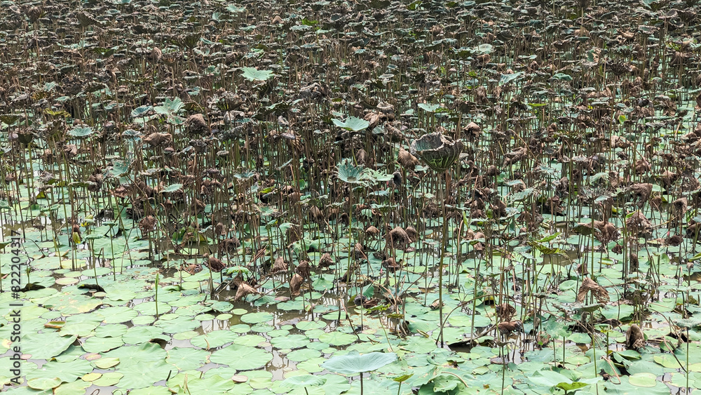 Dense lotus field with dried seed pods and green leaves, covering a tranquil pond in a serene natural setting Dense lotus field with dried seed pods and green leaves, covering a tranquil pond in a serene natural setting