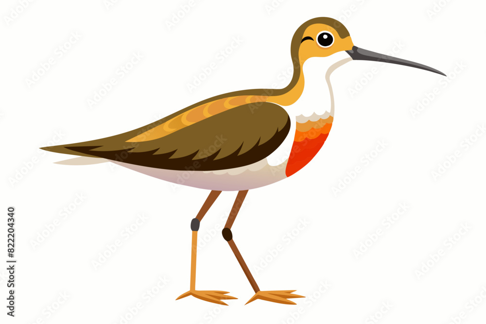 Obraz premium Sandpiper vector illustration
