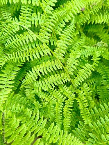 green fern leaves