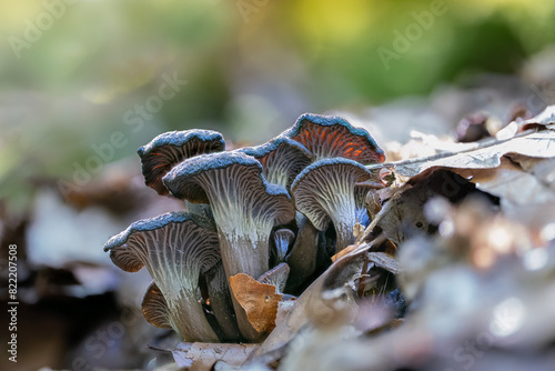 Canvastavla A group of ashen/black chanterelle mushrooms (Craterellus cinereus) in the fores