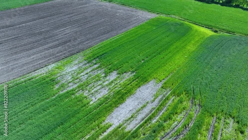 Aerial view from drone of agricultural cereal fields in Cigüenza in the municipality of Villarcayo in the Merindad of Castilla la Vieja. Las Merindades region. Burgos. Castile and Leon. Spain. Europe photo