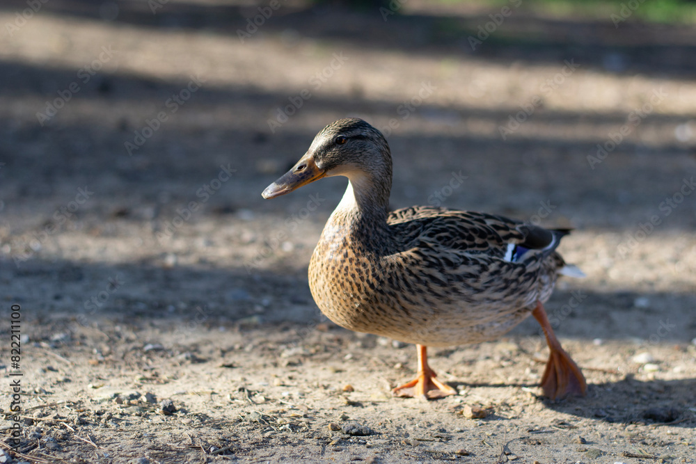 Female Mallard Duck Strolling on Sunlit Path Female Mallard Duck Strolling on Sunlit Path