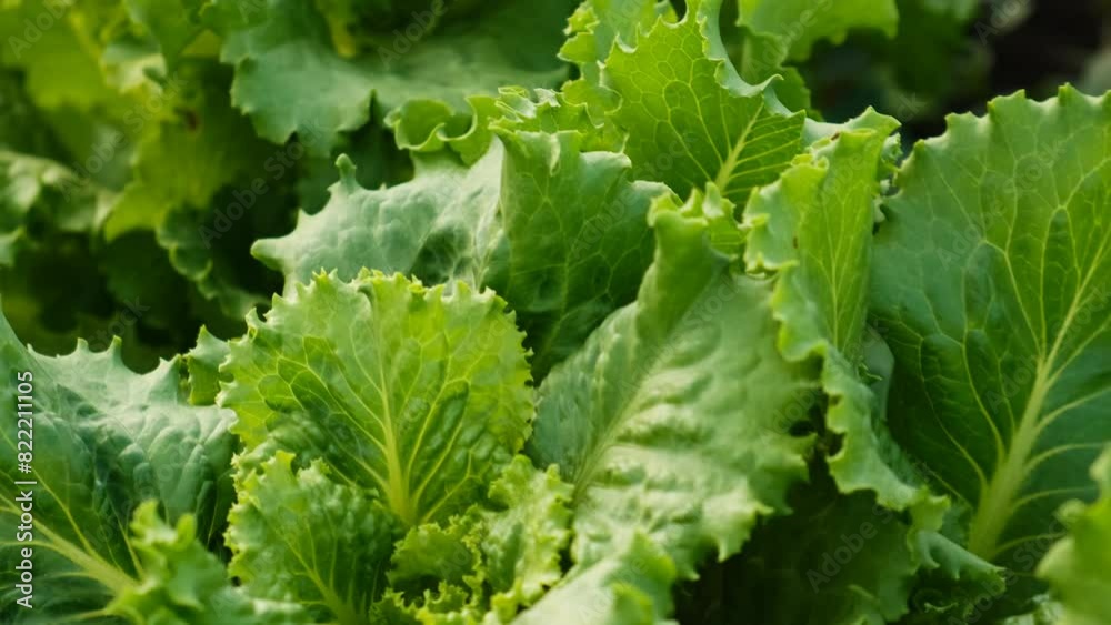Lettuce growing in the garden. Selective focus. Lettuce growing in the garden. Selective focus.