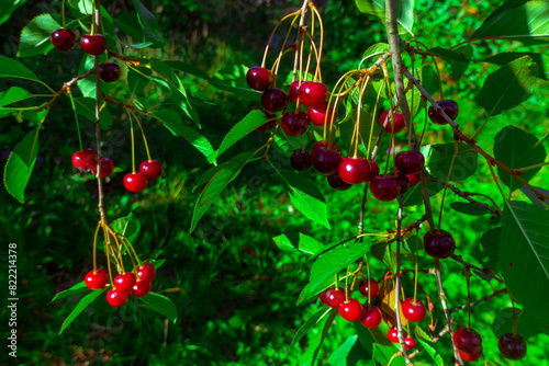 Red and sweet cherries on a branch just before harvest in early summer. High quality photo