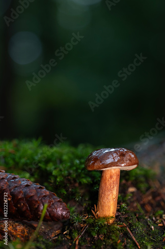 Close-up of a bay bolete (Imleria badia) on a wet autumn day in a coniferous forest © Timo