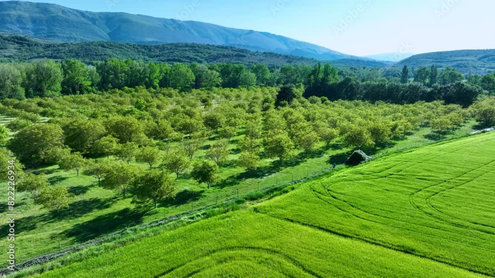 Aerial view from drone of walnut tree plantation in Paralacuesta in the municipality of Villarcayo in Merindad de Castilla la Vieja. Las Merindades region. Burgos. Castile and Leon. Spain. Europe