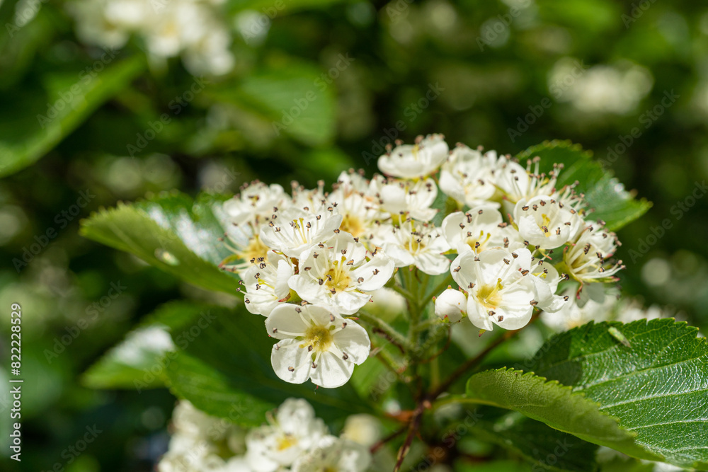 White flowers texture background, blooming decorative Pyracantha, firethorn or pyracantha White flowers texture background, blooming decorative Pyracantha, firethorn or pyracantha