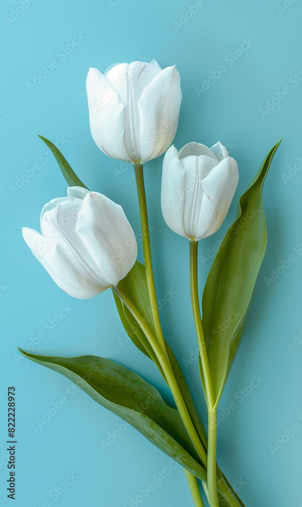 white tulips, light blue wall background, blurred white tulips, light blue wall background, blurred