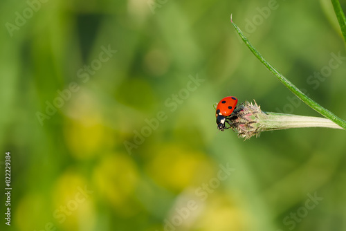 ladybug perching on the plant close-up