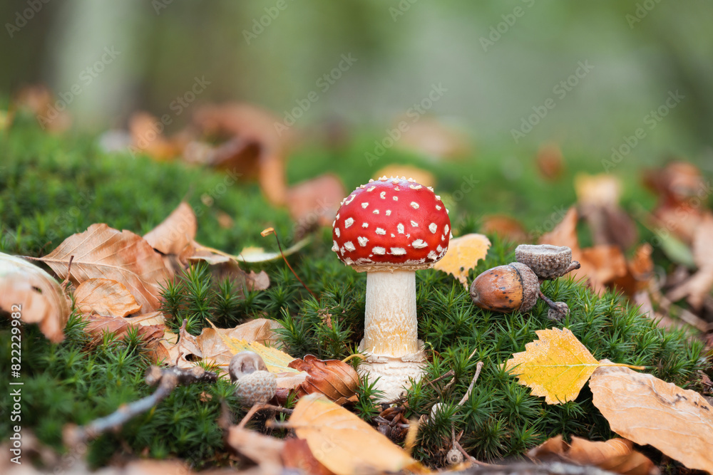 Εκτύπωση καμβά A perfect fly agaric mushroom (Amanita muscaria) in autumn