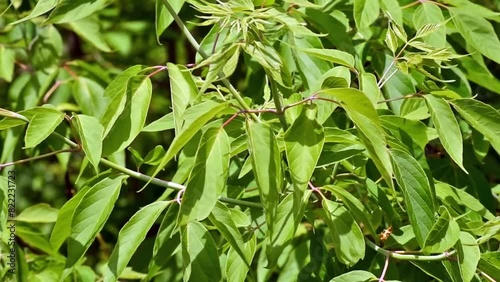 New Green Leaves On A Tree Branch Blowing In The Wind In Spring