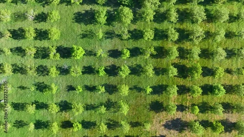 Aerial view from drone of walnut tree plantation in Paralacuesta in the municipality of Villarcayo in Merindad de Castilla la Vieja. Las Merindades region. Burgos. Castile and Leon. Spain. Europe photo