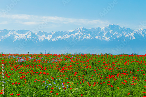 Valokuva Field of red poppy flowers on a clear sunny day