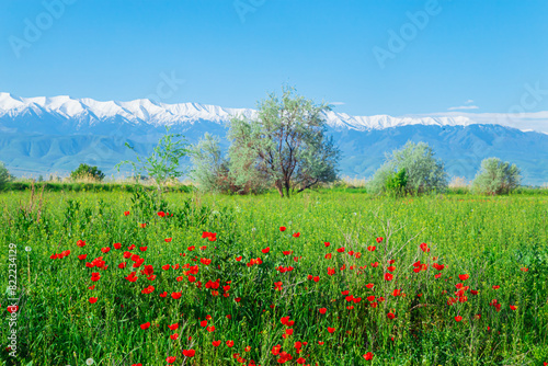 Valokuva Field with poppy flowers and tree against the backdrop of snow-capped mountains