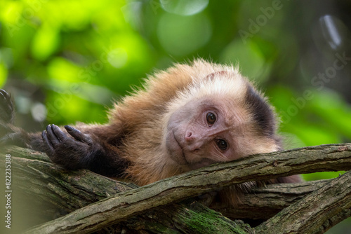White-fronted capuchin (Cebus albifrons) lying down on tree branch, Tayrona National Park, Magdalena, Colombia.  photo