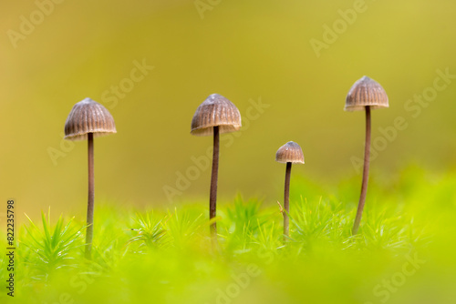 Group of four Mycena toadstools on mossy stump. The New Forest, Hampshire, UK. October.  
 photo