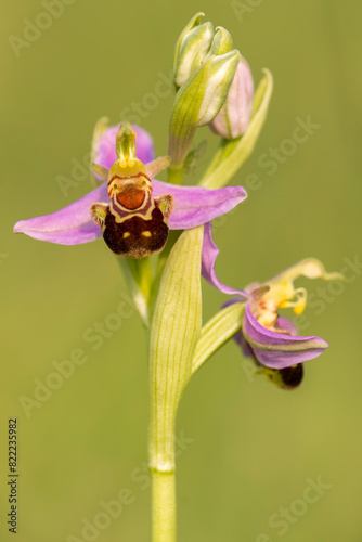 Close up of Bee orchid (Ophrys apifera) in flower. Dorset, UK. June.  
