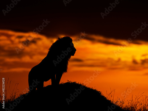 Male African lion (Panthera leo) silhouetted at sunrise, Masai Mara, Kenya, Africa. 